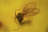 Detailed Fossil Flies, Wasp & Oak Flower In Baltic Amber #120653-1